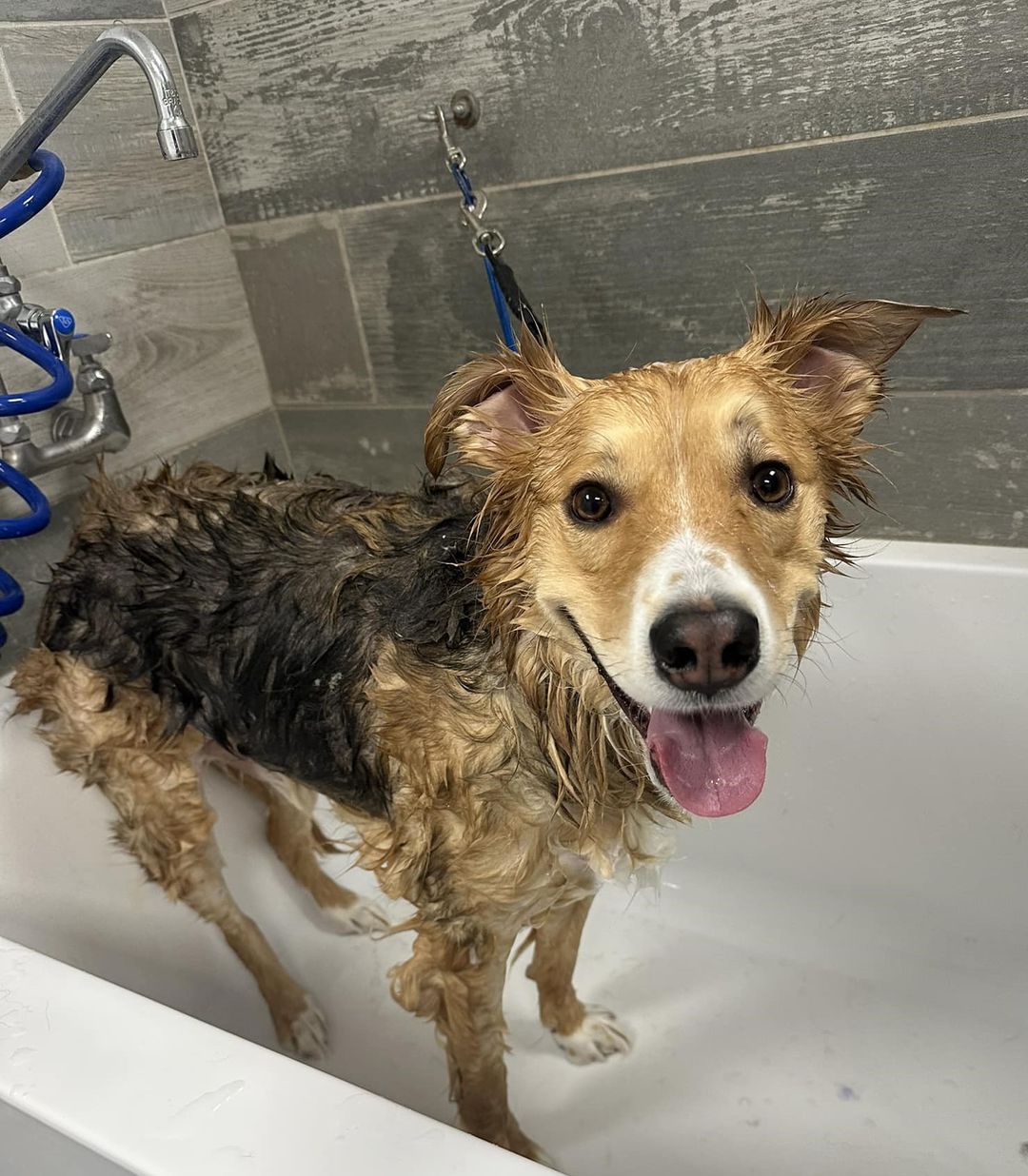 dog-day-care-and-training-goodrich-mi-ugly-dog-daycare-training
